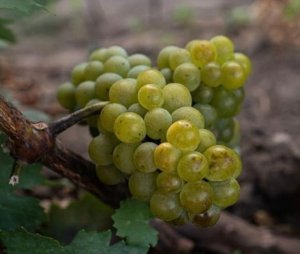 The Grapes Behind the Mystery